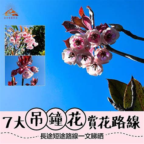 吊鐘花|吊鐘花2025︱港島徑1段到金馬倫山 7條行山路線合集